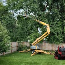 Best Fruit Tree Pruning  in Wyoming, DE