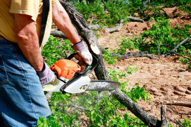 Best Stump Grinding and Removal  in Wyoming, DE